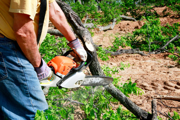 Best Tree Cutting Near Me  in Cheltenham Village, PA